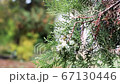 Landscape panorama of landscape park with a thuja 67130446