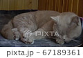 big gray purebred curious cat quickly turns his head 67189361