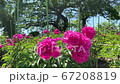 Peony flowers in full bloom swaying in the wind 67208819
