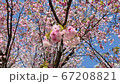 Bees and cherry blossoms Yaezakura swaying in the wind 67208821