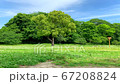 A large tree in the field swaying in the blue sky and the wind 67208824