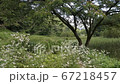 風に揺れる草木 67218457