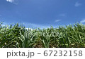 沖縄の夏の青空と雲と風に揺れるサトウキビの葉 67232158