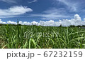 沖縄の夏の青空と雲と風に揺れるサトウキビの葉 67232159
