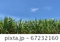 沖縄の夏の青空と雲と風に揺れるサトウキビの葉 67232160