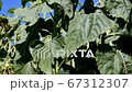 New highly productive hybrid sunflower. Field of sunflowers 67312307