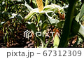 Corn field. New maize hybrid with high yield potential.  67312309