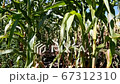 Corn field. Universal maize hybrid with high quality grain 67312310