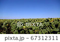 Field of sunflowers. Hybrid sunflower with high yields 67312311