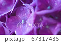 雨に濡れる紫陽花のクローズアップ 67317435
