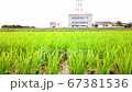 4K footage of green agricultural rice field on spring evening. Panning with walking simulating movement along the field. Presented in concept of nature, rural, countryside and eco-friendly. 67381536