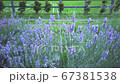 Lavender flower blooming scented fields with rural and countryside background. Selective focus on Bushes of lavender purple aromatic flowers at lavender field. 67381538