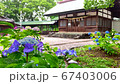 Hydrangea at Gomo Shrine hit by the rain 67403006
