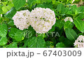Hydrangea at Gomo Shrine hit by the rain 67403009