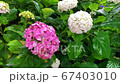 Hydrangea at Gomo Shrine hit by the rain 67403010