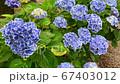 Hydrangea at Gomo Shrine hit by the rain 67403012