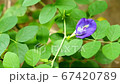 Blue butterfly pea flower in garden 67420789