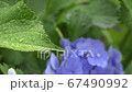 Hydrangea Hydrangea 67490992
