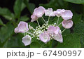 Hydrangea Hydrangea 67490997