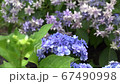 Hydrangea Hydrangea 67490998