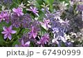 Hydrangea Hydrangea 67490999