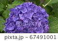 Hydrangea Hydrangea 67491001