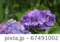 Hydrangea Hydrangea 67491002