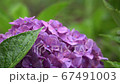 Hydrangea Hydrangea 67491003