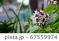 Light purple flower bouquet of Ocimum basilicum that sway in the wind Background blurred car driving on the road. 67559974