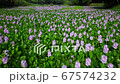 A colony of water hyacinth in Shoen Pond, Hioki City, Kagoshima Prefecture 67574232
