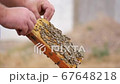 Bees Move on the Honey Frame with Honeycombs 67648218