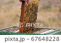 Frame Full of Fresh Honey Installed in Hive 67648228
