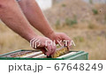 Honey Frame with Bees is Put in a Hive 67648249