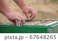 The Honey Frames in the Hive on the Apiary 67648265