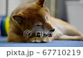 骨型のガムを食べる柴犬 67710219