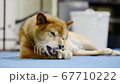 骨型のガムを食べる柴犬 67710222