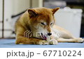 骨型のガムを食べる柴犬 67710224