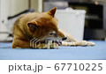 骨型のガムを食べる柴犬 67710225