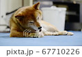 骨型のガムを食べる柴犬 67710226
