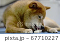 骨型のガムを食べる柴犬 67710227
