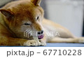 骨型のガムを食べる柴犬 67710228