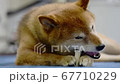 骨型のガムを食べる柴犬 67710229
