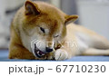 骨型のガムを食べる柴犬 67710230