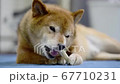 骨型のガムを食べる柴犬　ちらちらカメラ目線 67710231