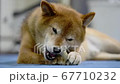 骨型のガムを食べる柴犬 67710232