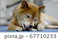 骨型のガムを食べる柴犬　カメラ目線 67710233