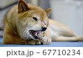 骨型のガムを食べる柴犬 67710234