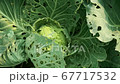Cabbage damaged by insects pests close-up. Head and leaves of cabbage in hole, eaten by larvae butterflies and caterpillars. Consequences of the invasion butterflies Pieris brassicae 67717532