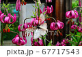 Two butterflies Black-Veined White Aporia crataeg mating on red flowers in park. Matrimonial games and insect sexual intercourse. Concept summer time ardor of love in insect world 67717543