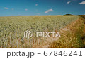 Wide shot of a crop of wheat in Kent Downs Area of Outstanding Natural Beauty, in Southern England, UK 67846241